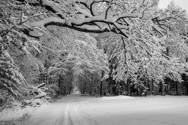 winter, edge of the forest, nature, winter landscape, cold, promenade, branch, forest path, way of edge of the forest, snow, black-and-white, field, meadow, winter landscape, winter landscape, winter landscape, winter landscape, winter landscape, promenade. Winter tint and wrap demand: cold-weather scheduling